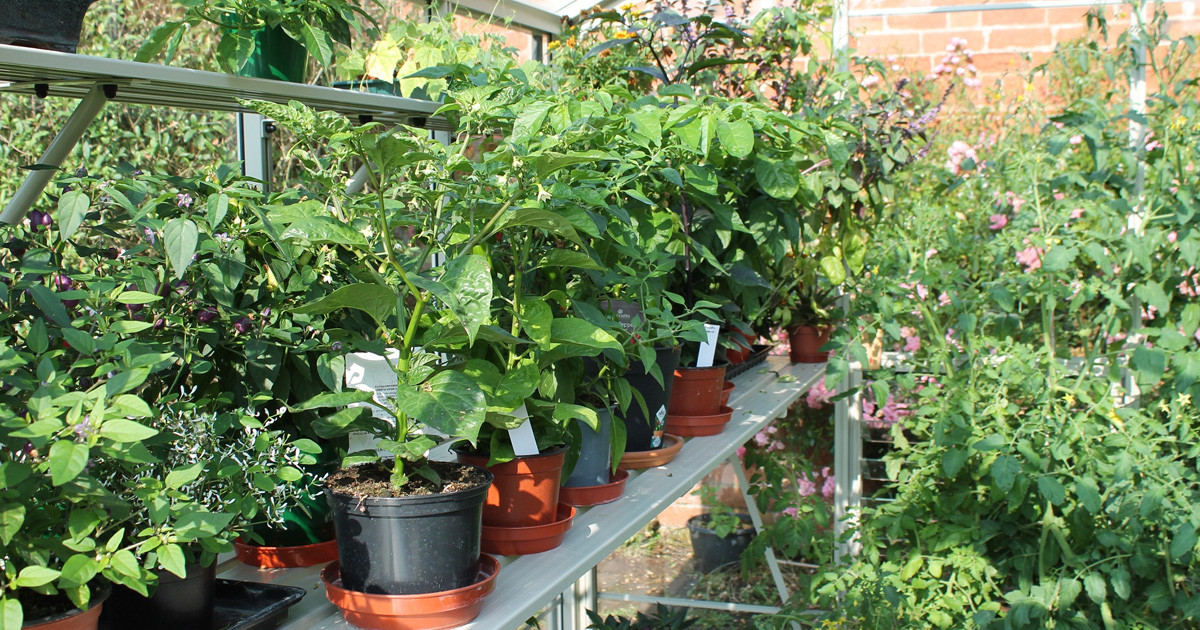 Growing tomatoes inside an aluminium greenhouse