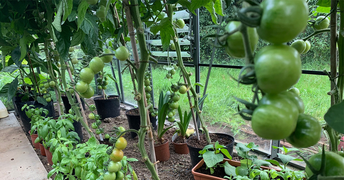 Growing tomatoes inside a greenhouse