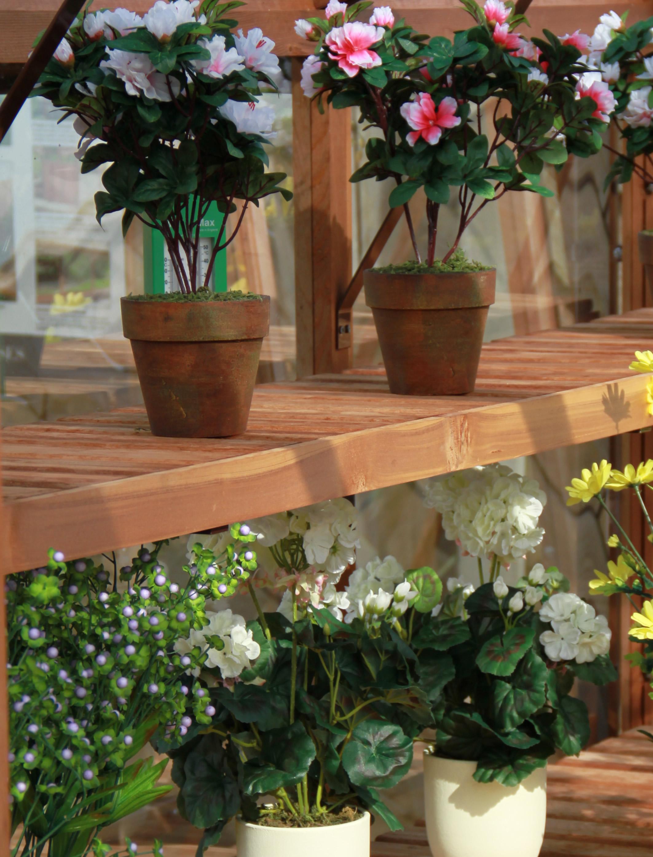 Cedar shelf 12" x 13ft (3920mm) for Amateur