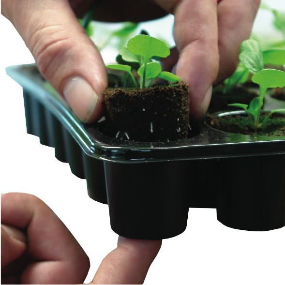 24 Filled insert & Tray
