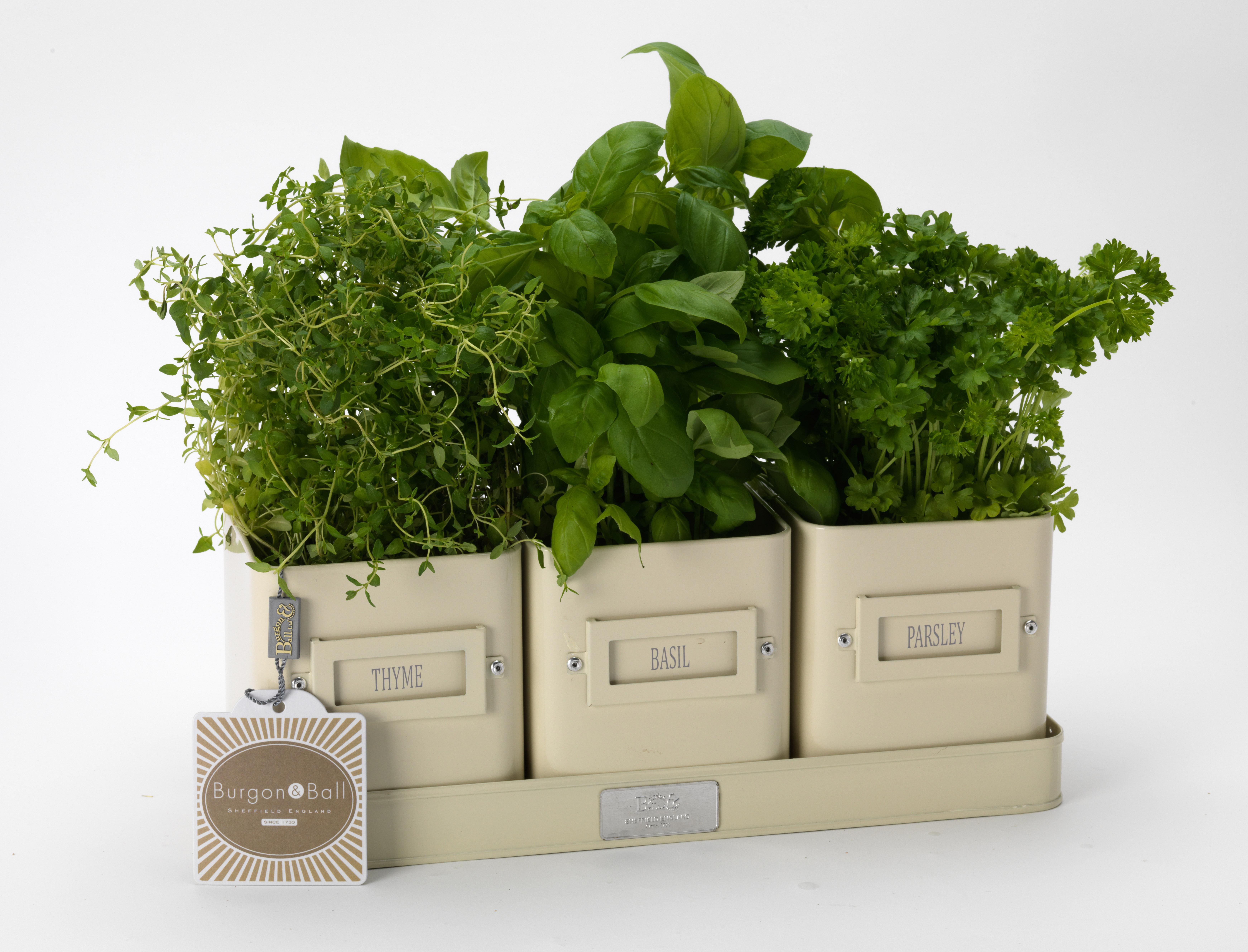 Jersey Cream Enamel Herb-Pots-in-a-Tray