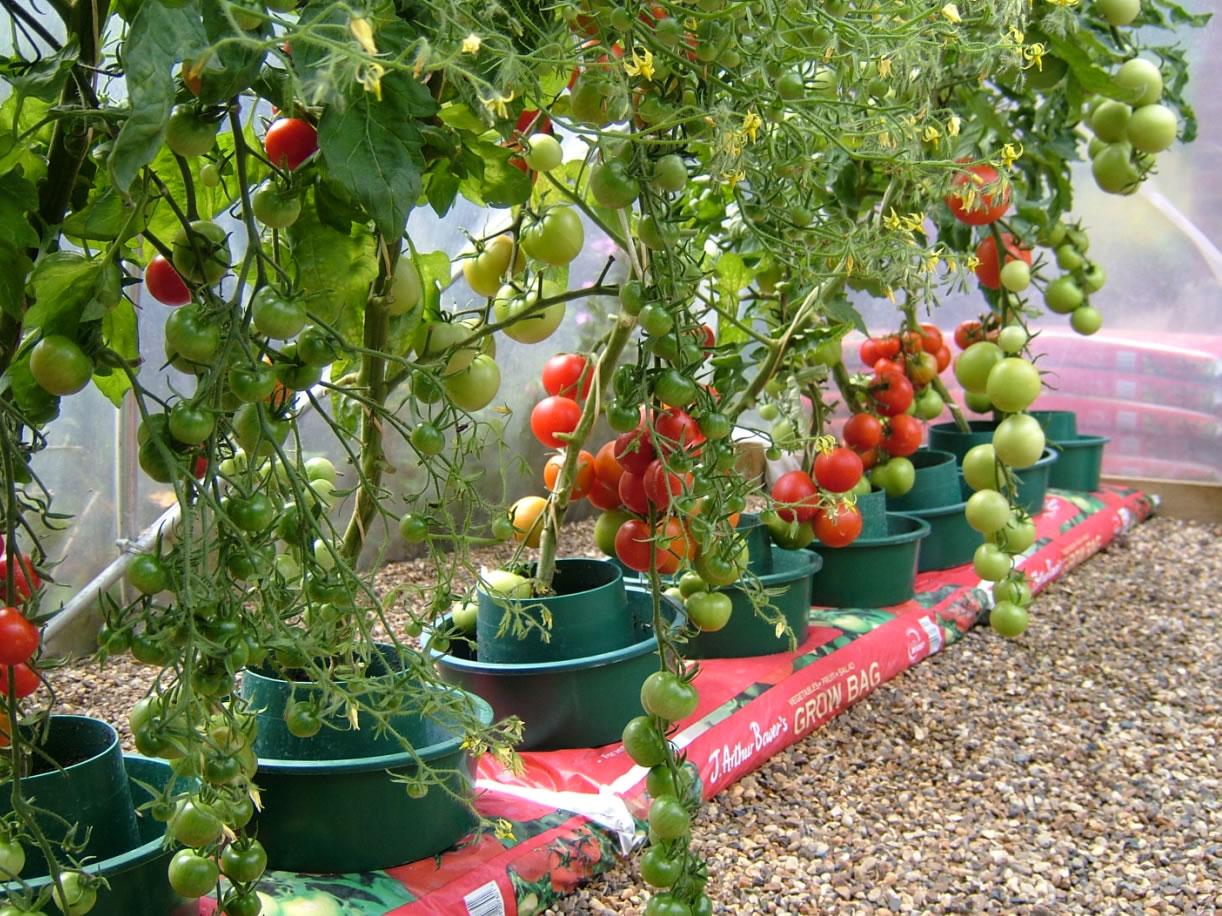  Pack of 6 Growpots