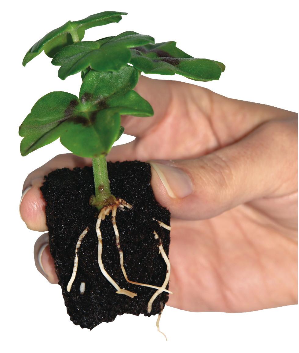 Peat free propagation plugs bag of 60