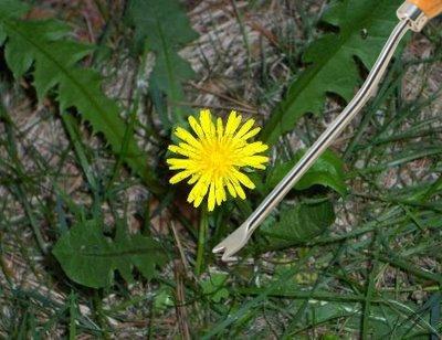 Stainless Dandelion Weeder